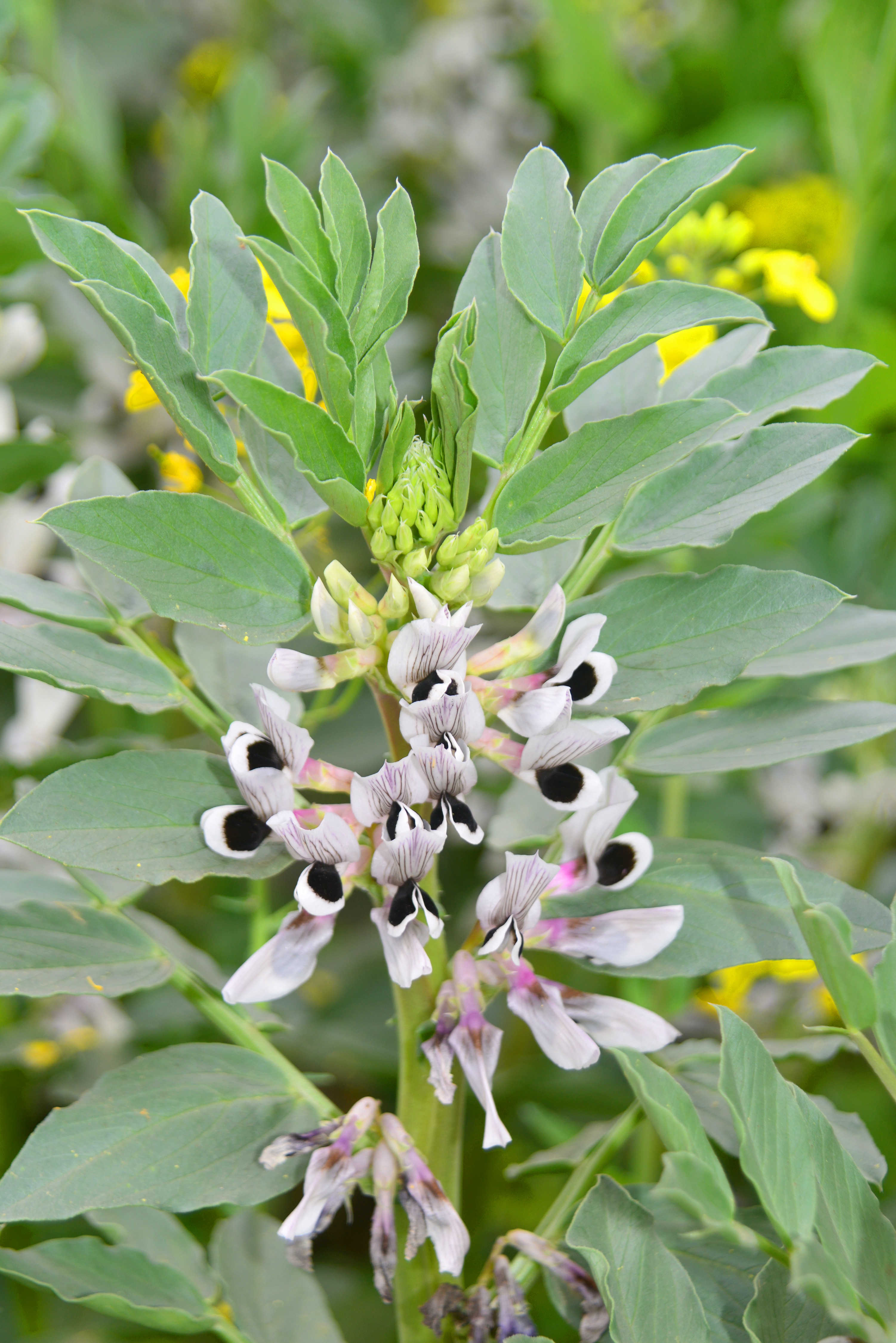 3月草长莺飞是踏青赏花的季节成都哪些花儿开了?