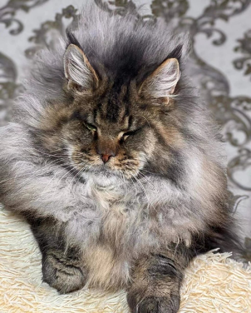 一只俄罗斯顶级棕虎缅因猫!