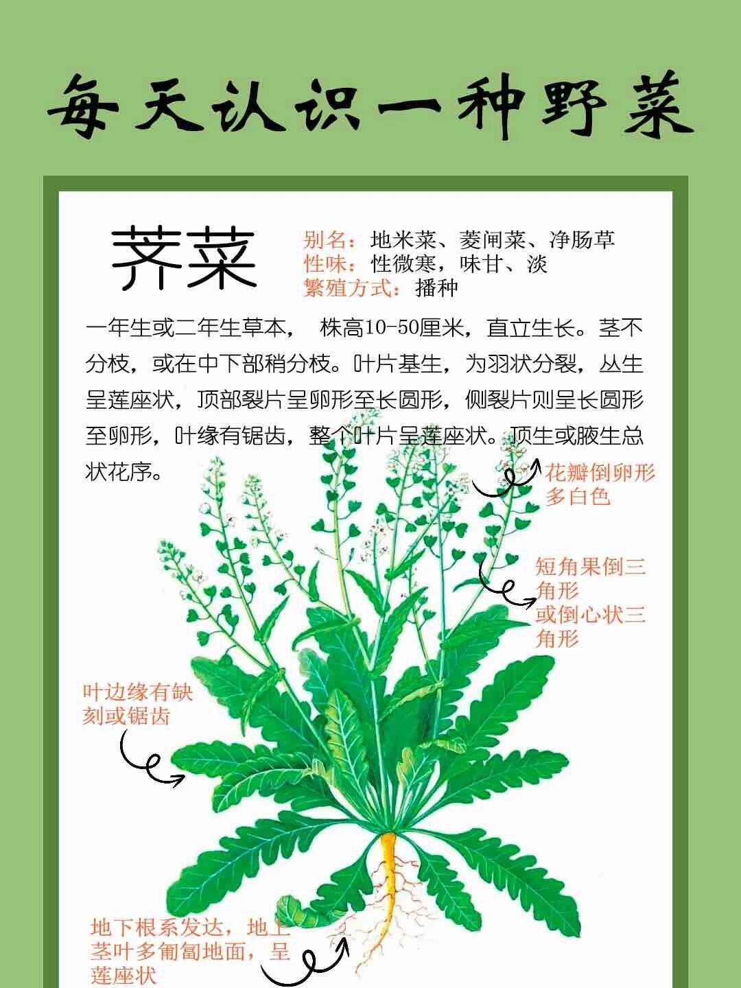 菱角菜的功效与作用图片