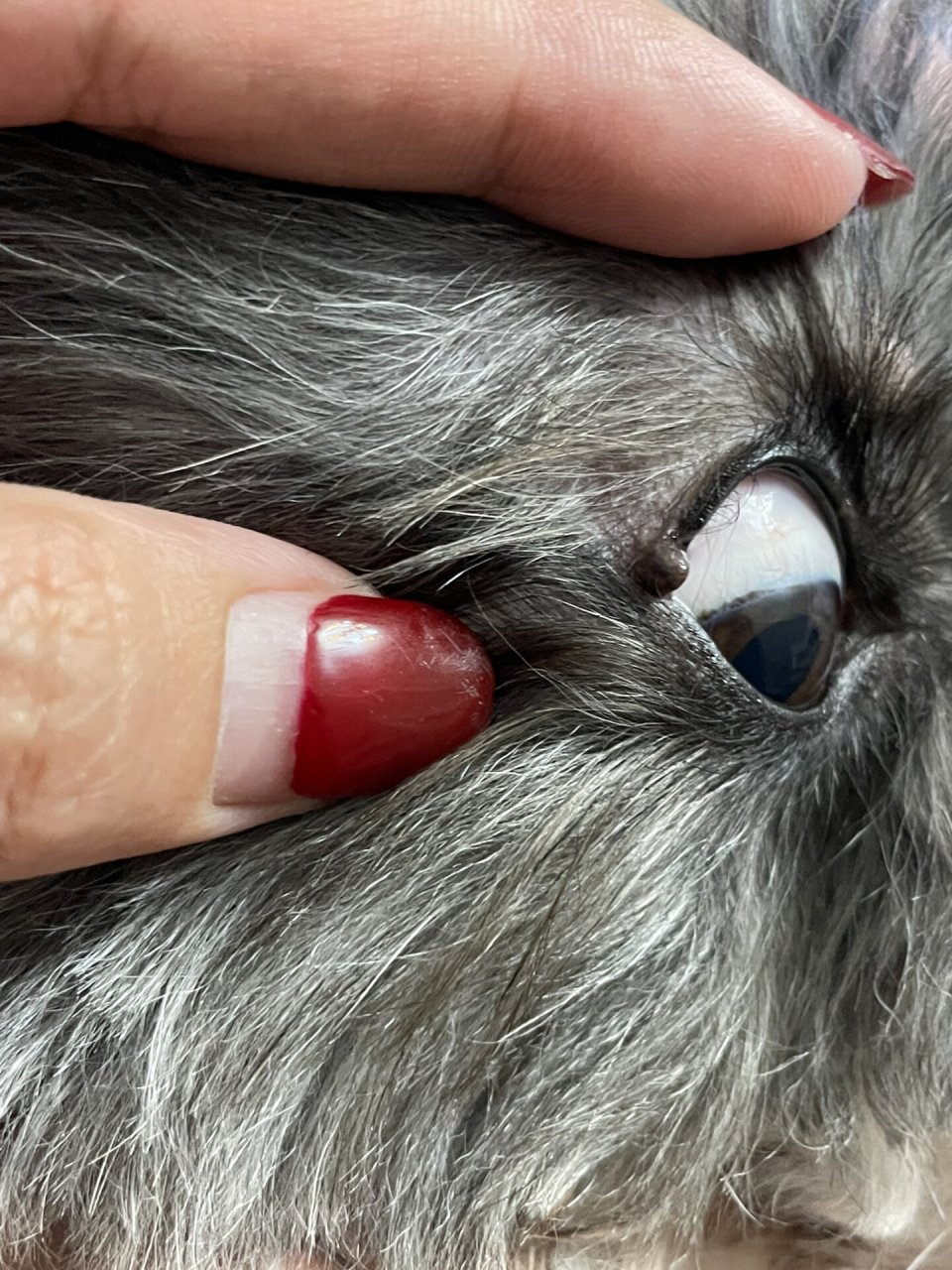 我发现我家狗狗的外眼角长了一个包,这可把我急坏了!