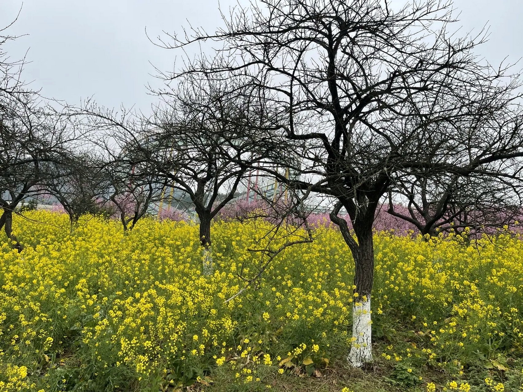 回龙坝红岭溪谷图片