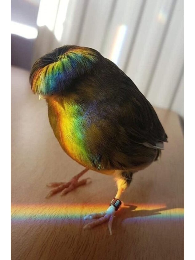 每天了解一种趣味动物凤头金丝雀||中文名:凤头金丝雀 英文名:crested