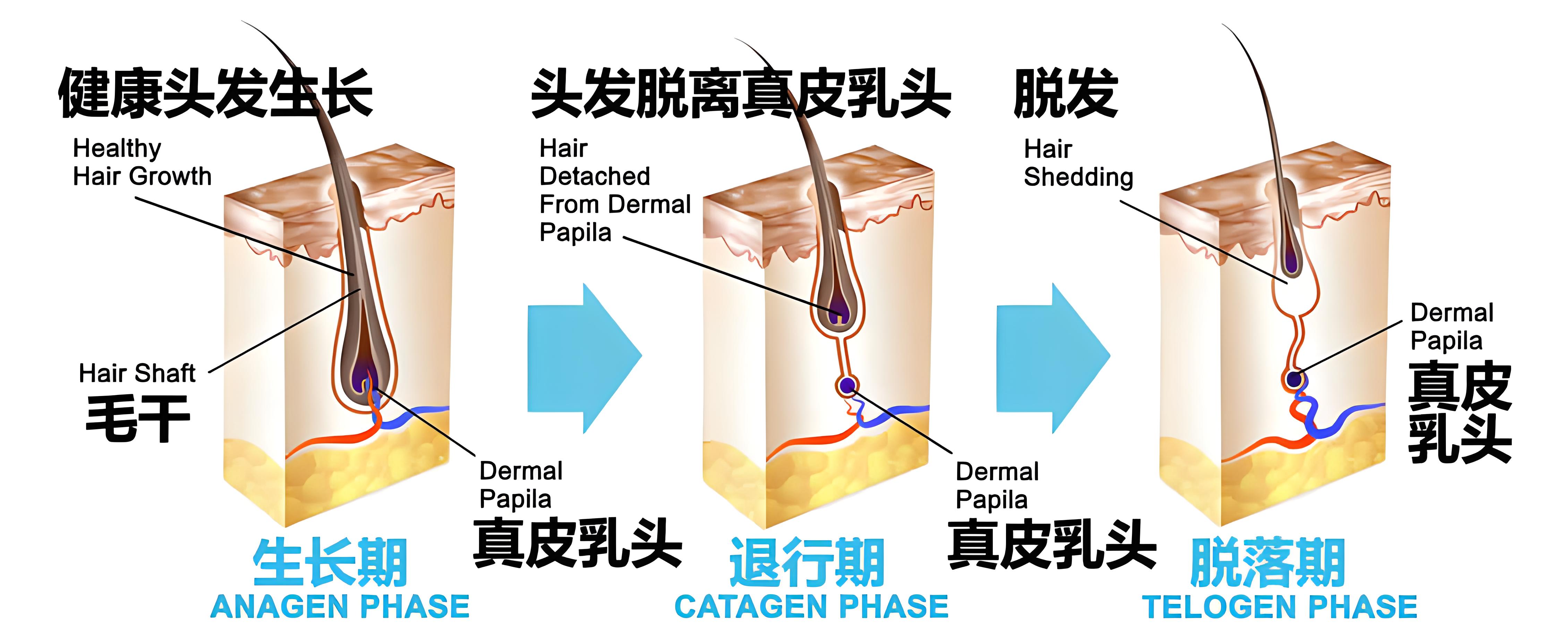 头发发囊生长的周期