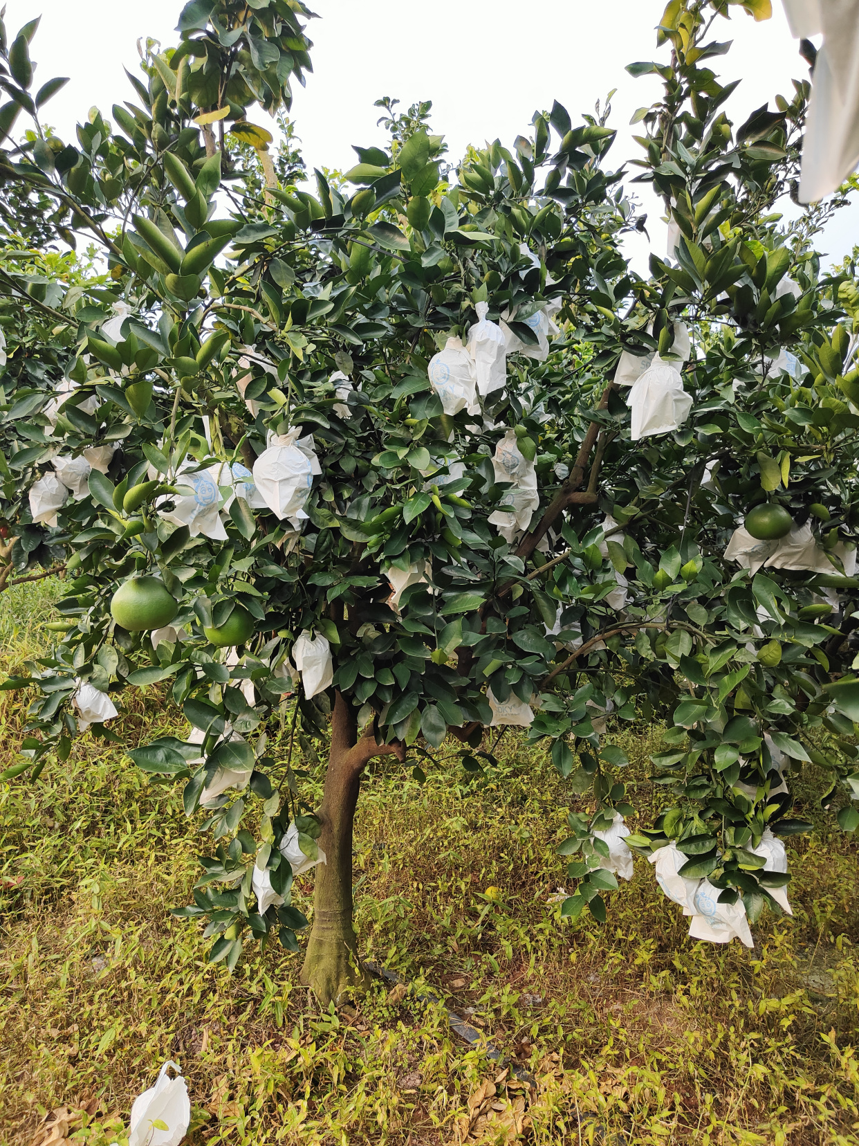 葡萄柚树苗技术管理要点,高丰产品种