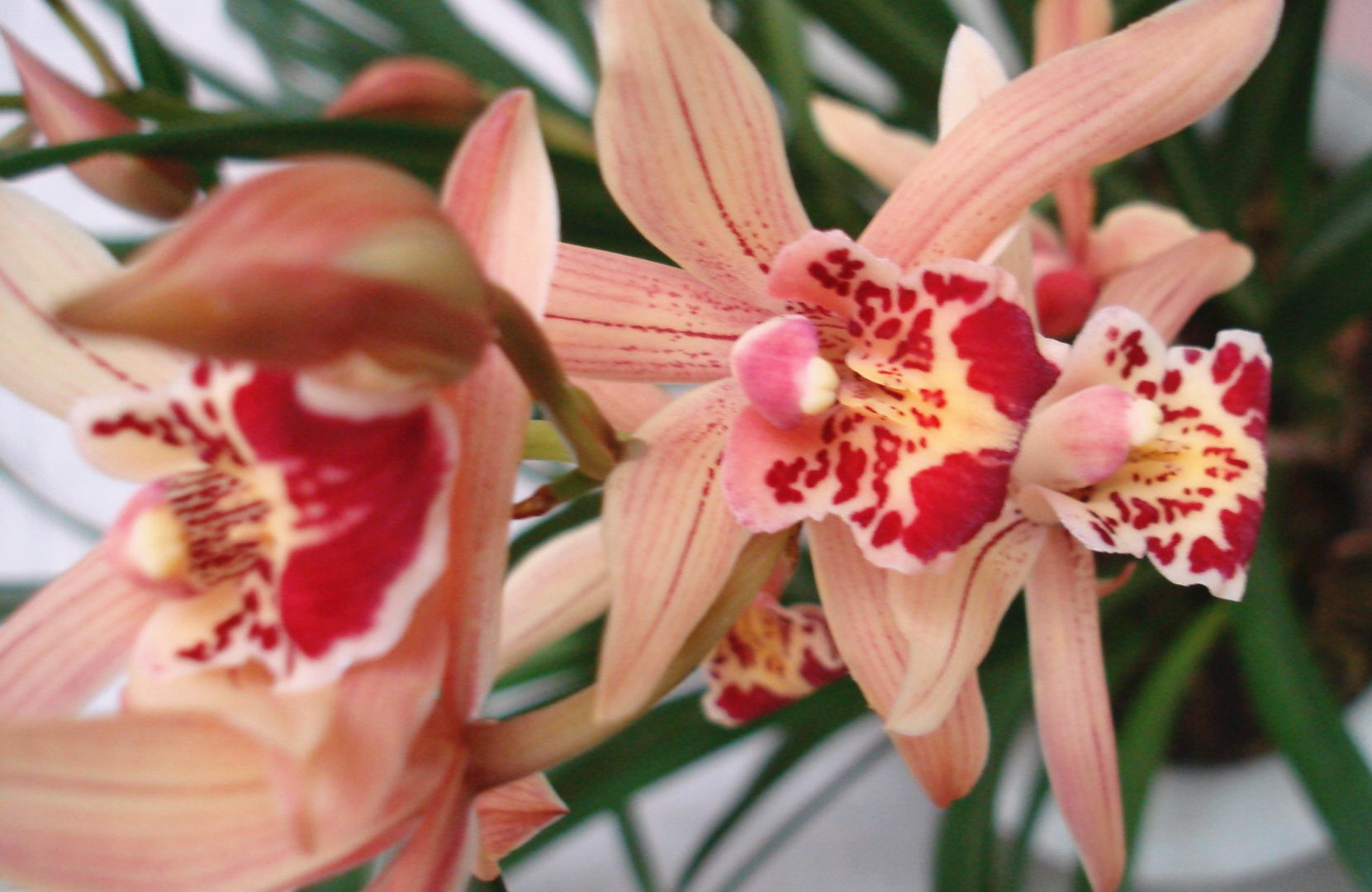 今年兰花展上第一名得主,却价格很便宜,确实彤红,开花后太惊艳