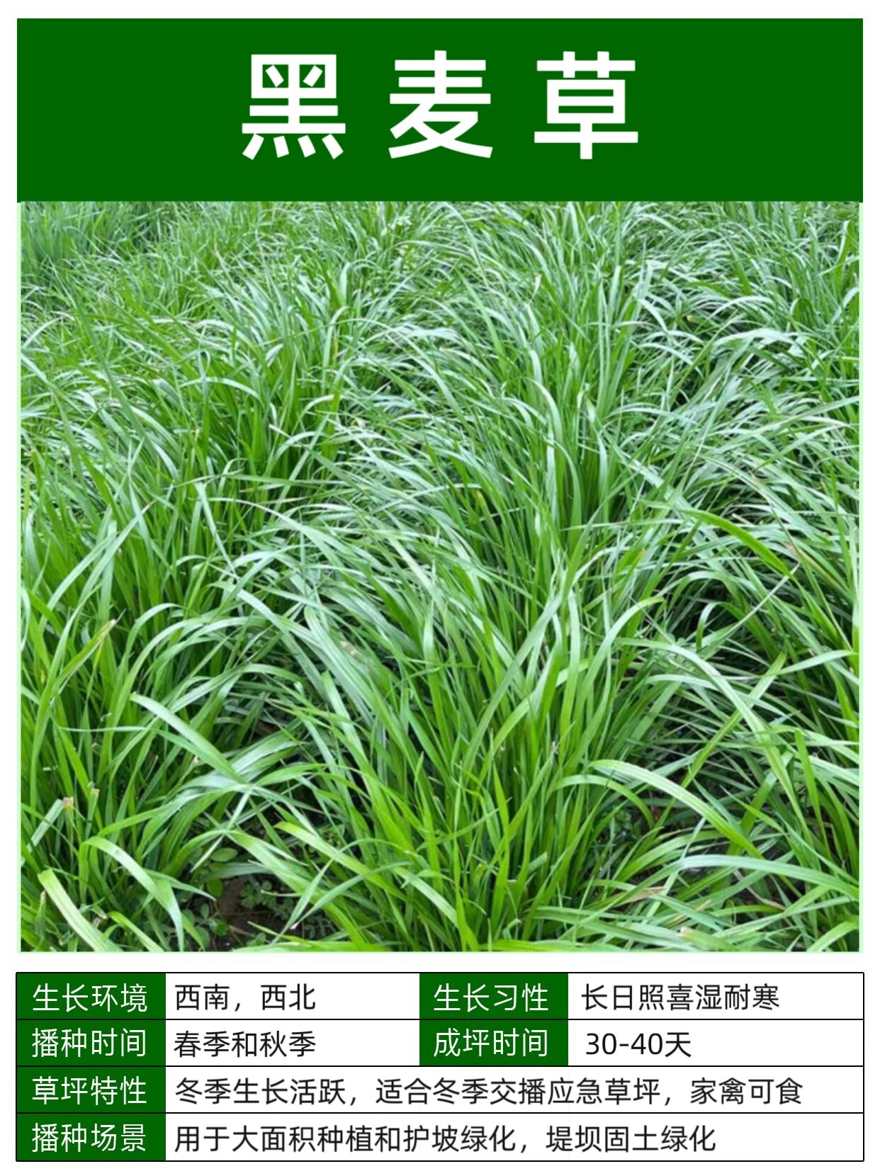 常见品种草坪草种介绍