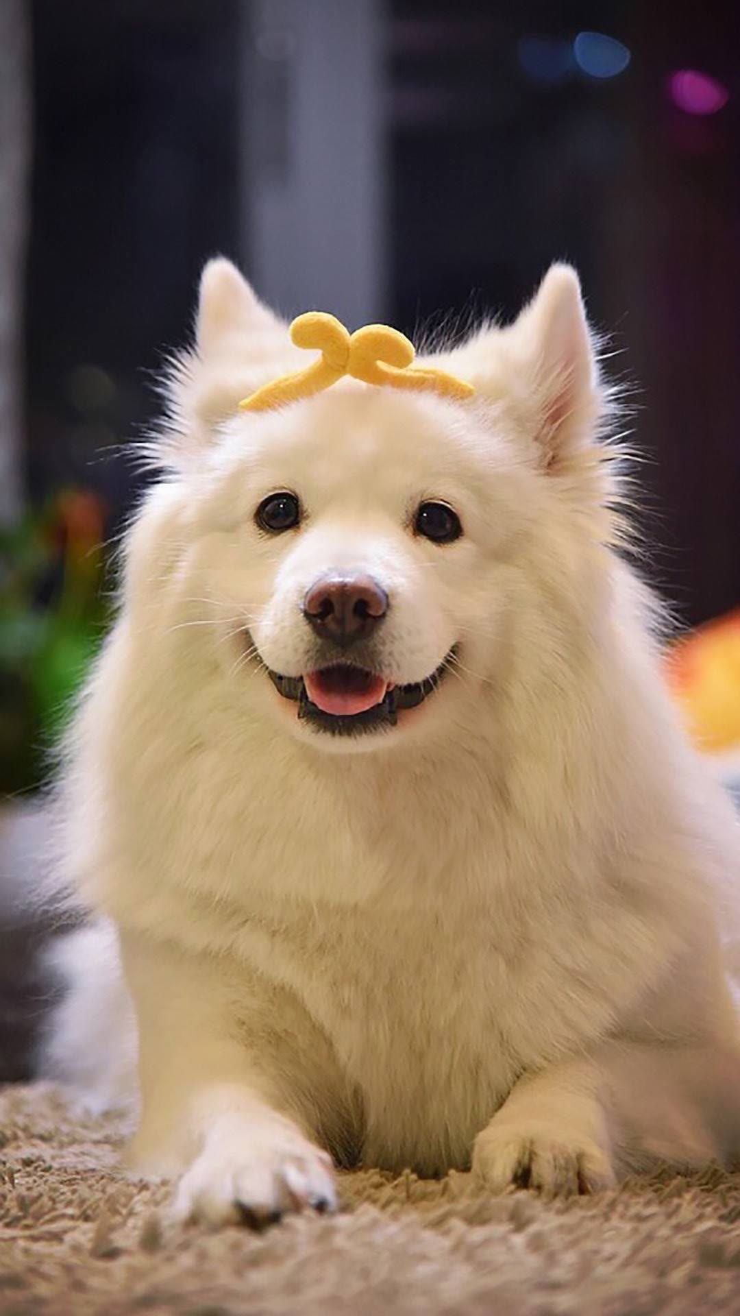 手机高清主题壁纸宠物大作战-猫狗日记