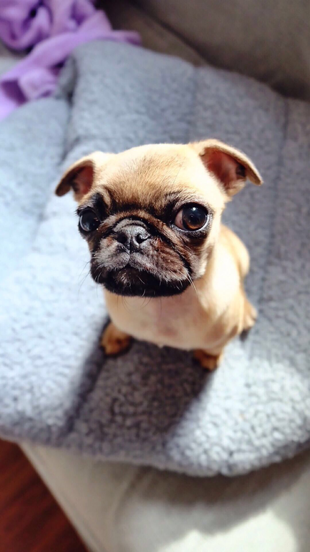 手机高清主题壁纸宠物大作战-猫狗日记