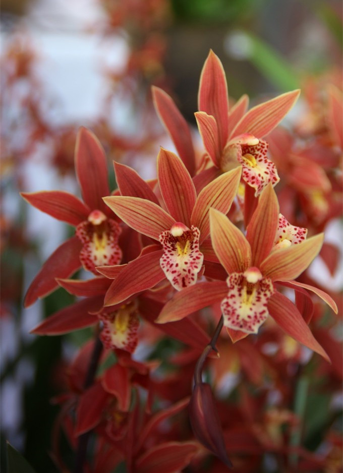 今年兰花展上第一名得主,却价格很便宜,确实彤红,开花后太惊艳