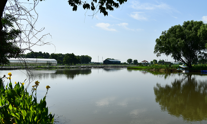宝应荷园,可以游览万亩荷花的好地方