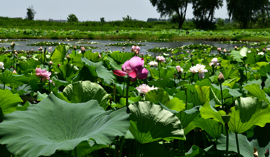 宝应荷园,可以游览万亩荷花的好地方