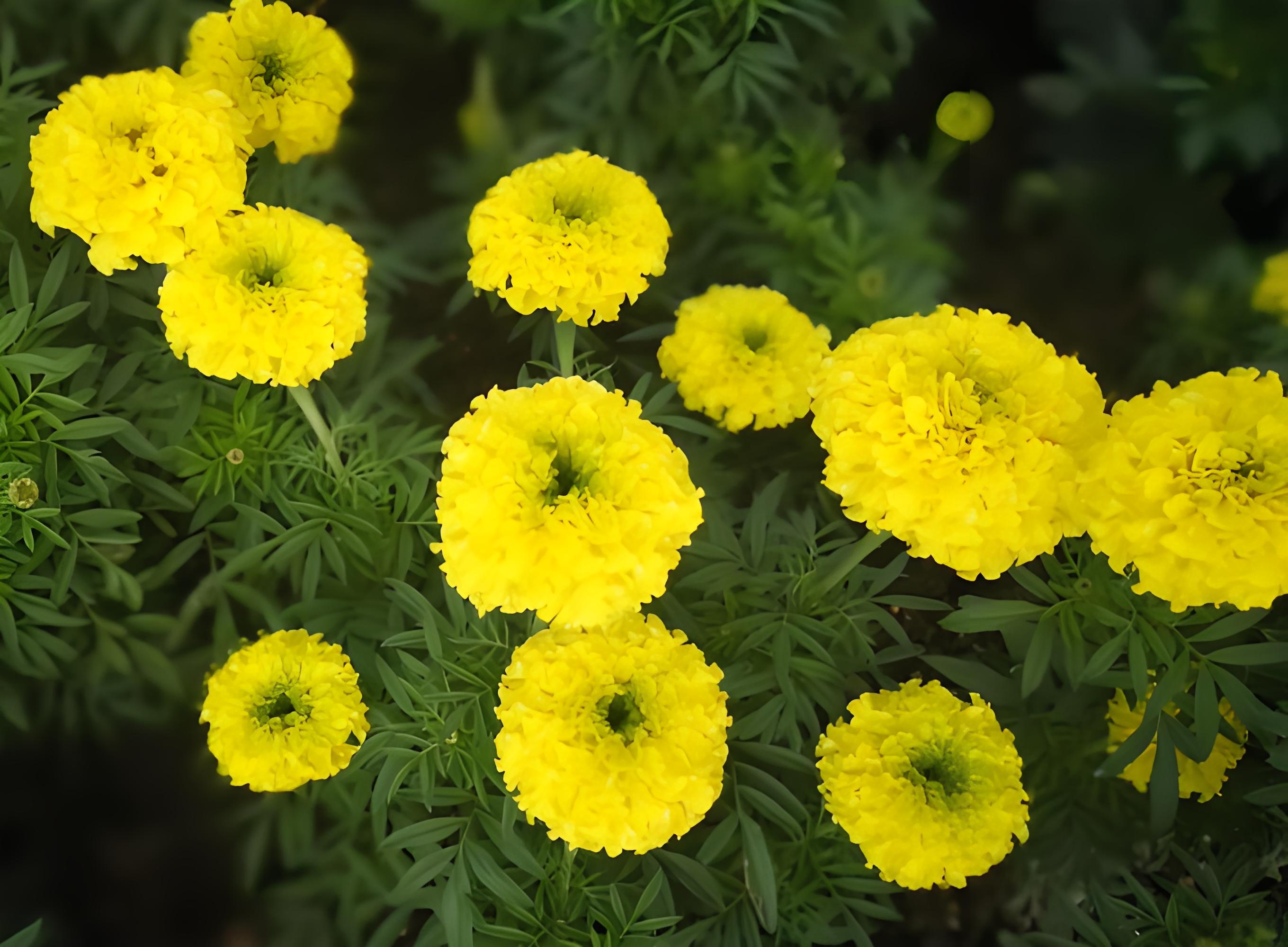 万寿菊:金秋里的长寿之花,美丽与健康的守护神