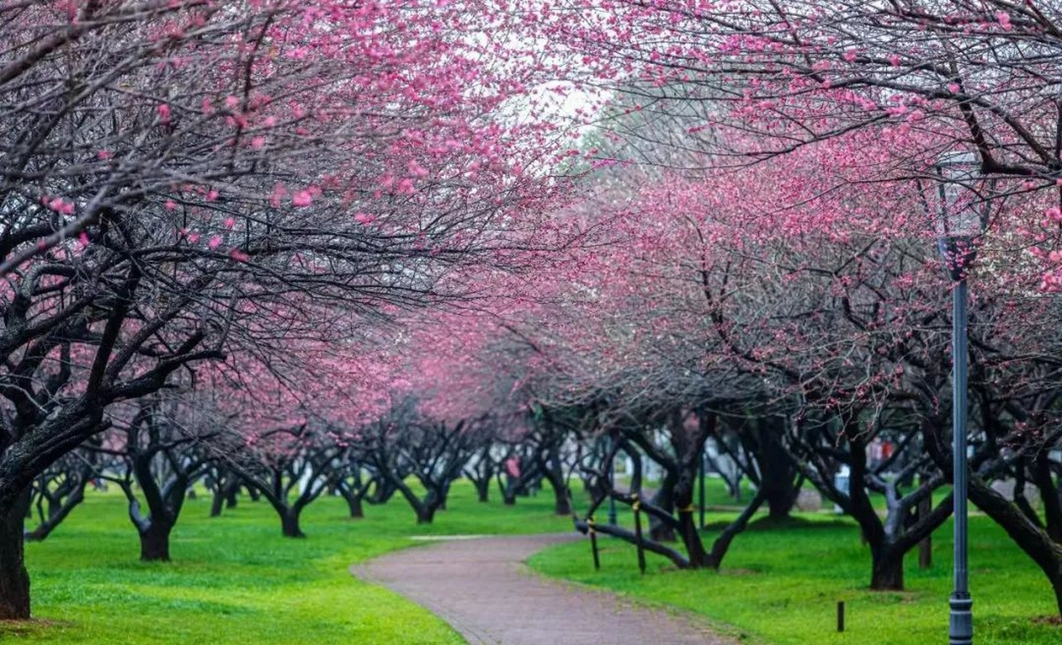 这梅花开的真是好时节啊.  真的是太漂亮了.  关键是免费啊.