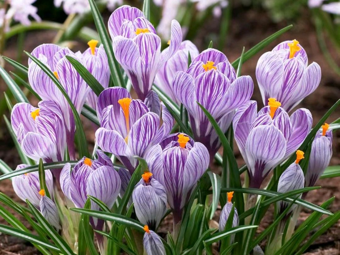 番红花:地中海的瑰宝与中国的新宠