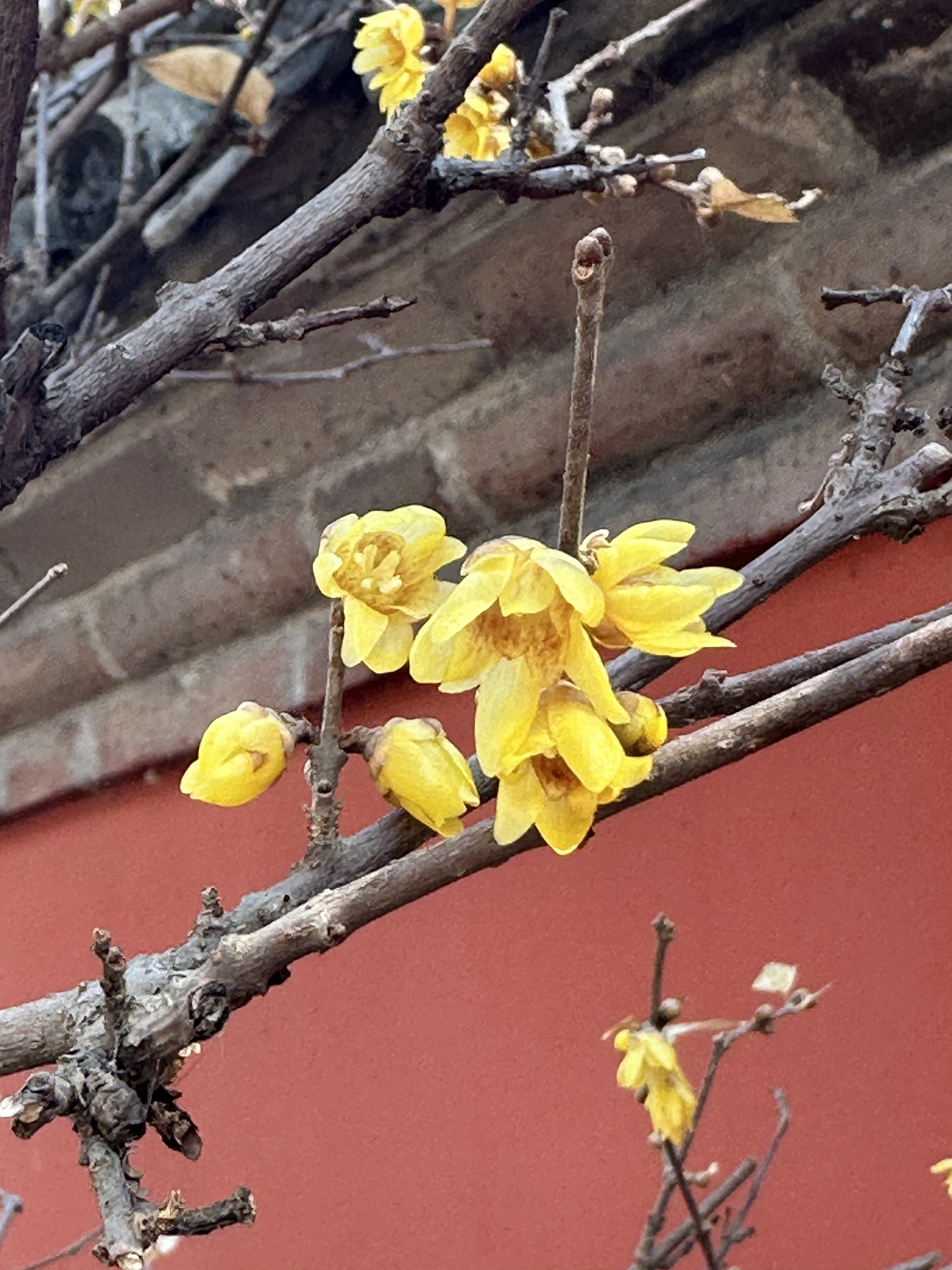 我的京城春季追花儿之旅,第一站是到卧佛寺赏千年腊梅.