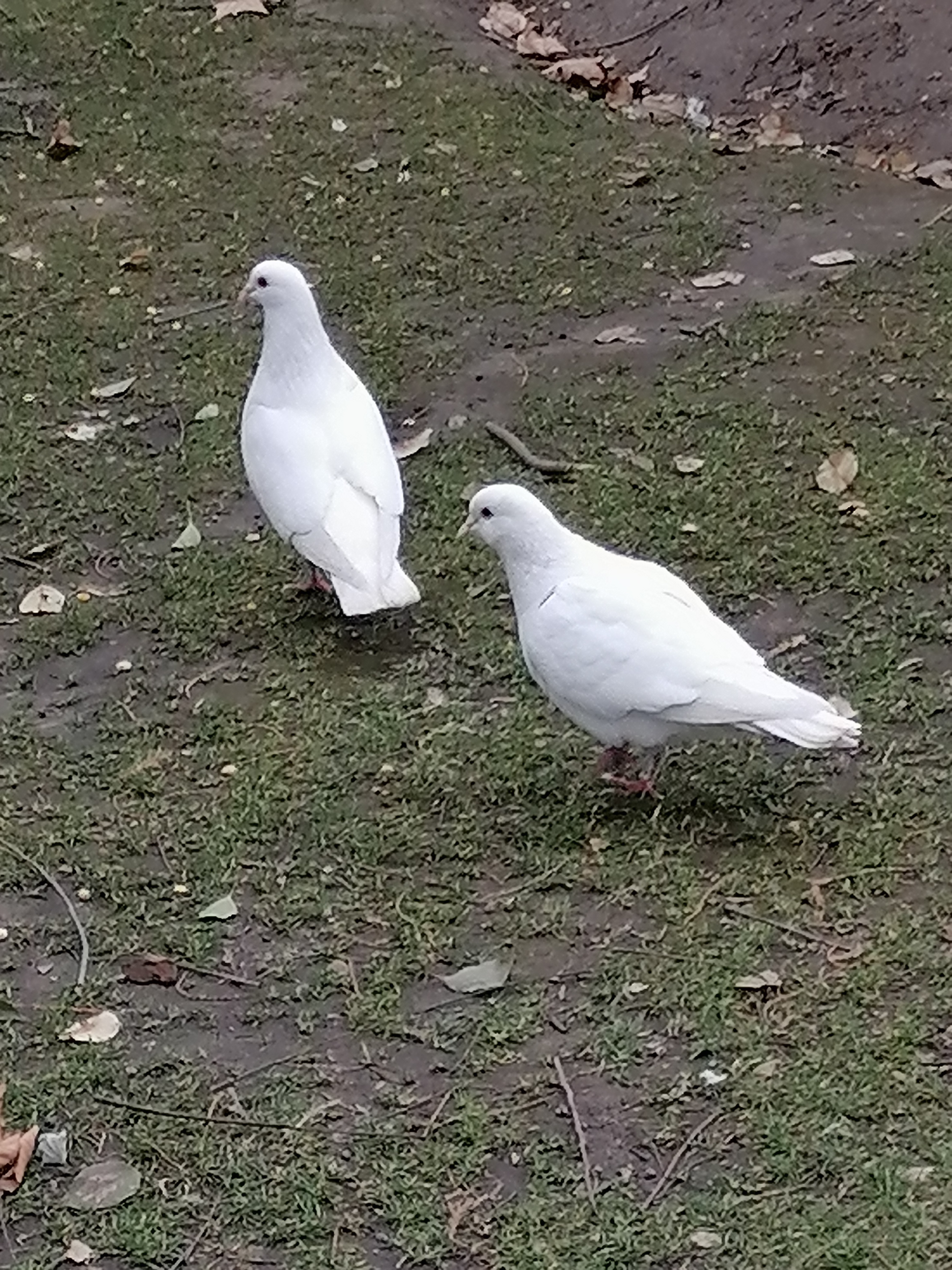 公园里的鸽子有人喂,和游客特别亲近,一点也不怕人.