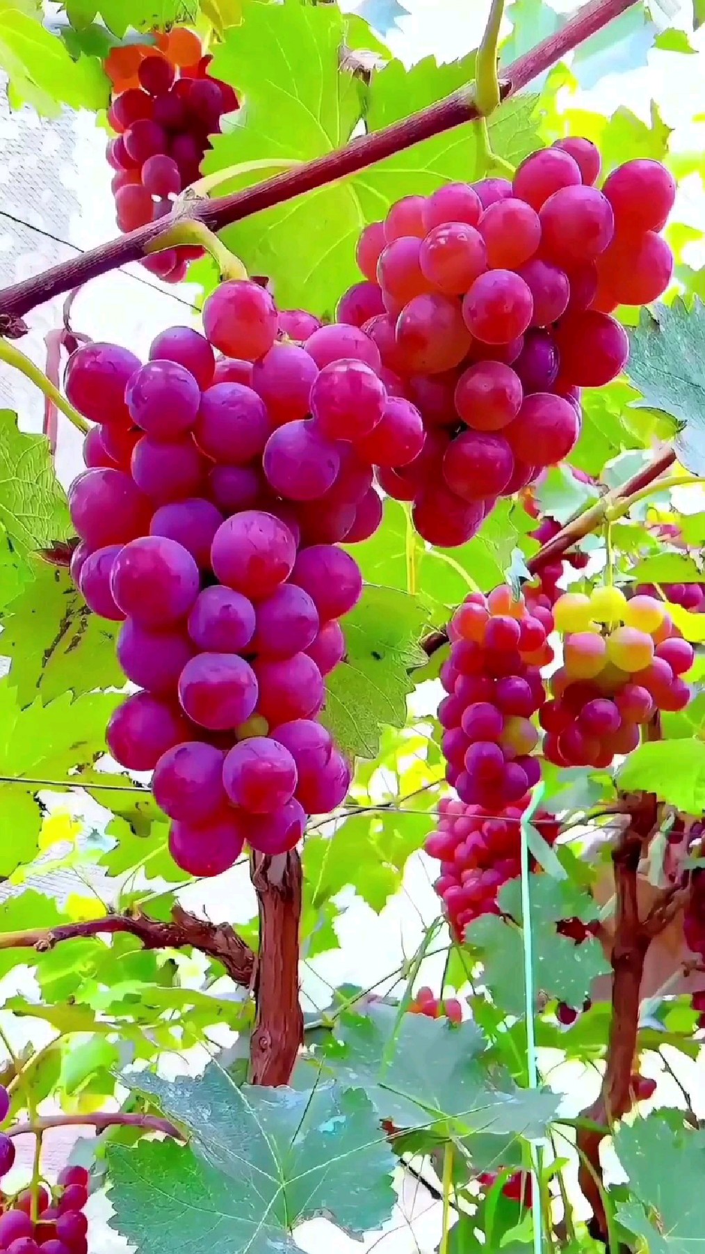 成熟果实如繁星点点挂在枝头上,硕果累累满心欢喜,果园美景剪辑