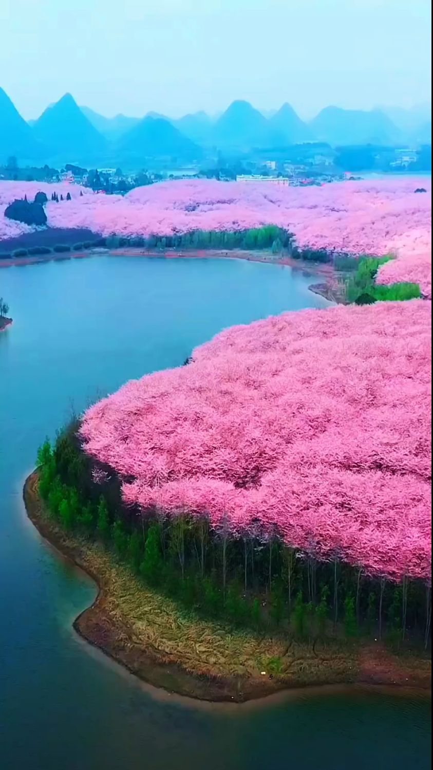 贵阳平坝农场樱花图片