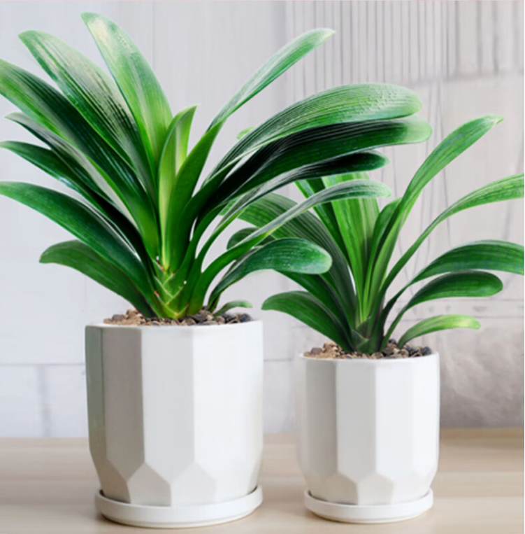 君子兰小苗怎么养长得快