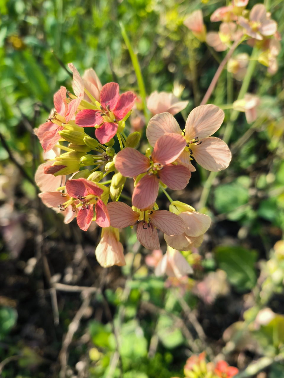 多彩油菜花(二) 在台州植物园的多彩油菜花田,见到了各种颜色的油菜花