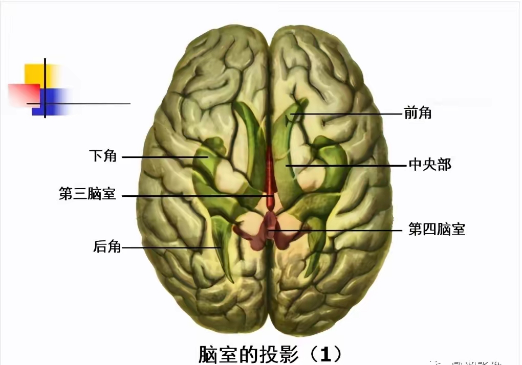 左脑门图片