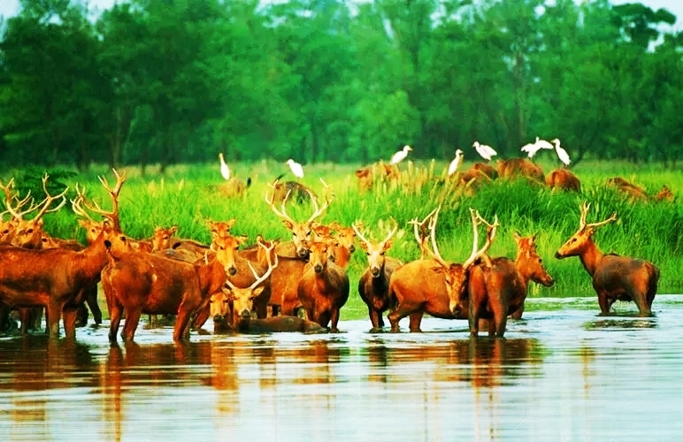 中华麋鹿园,大丰麋鹿自然保护区