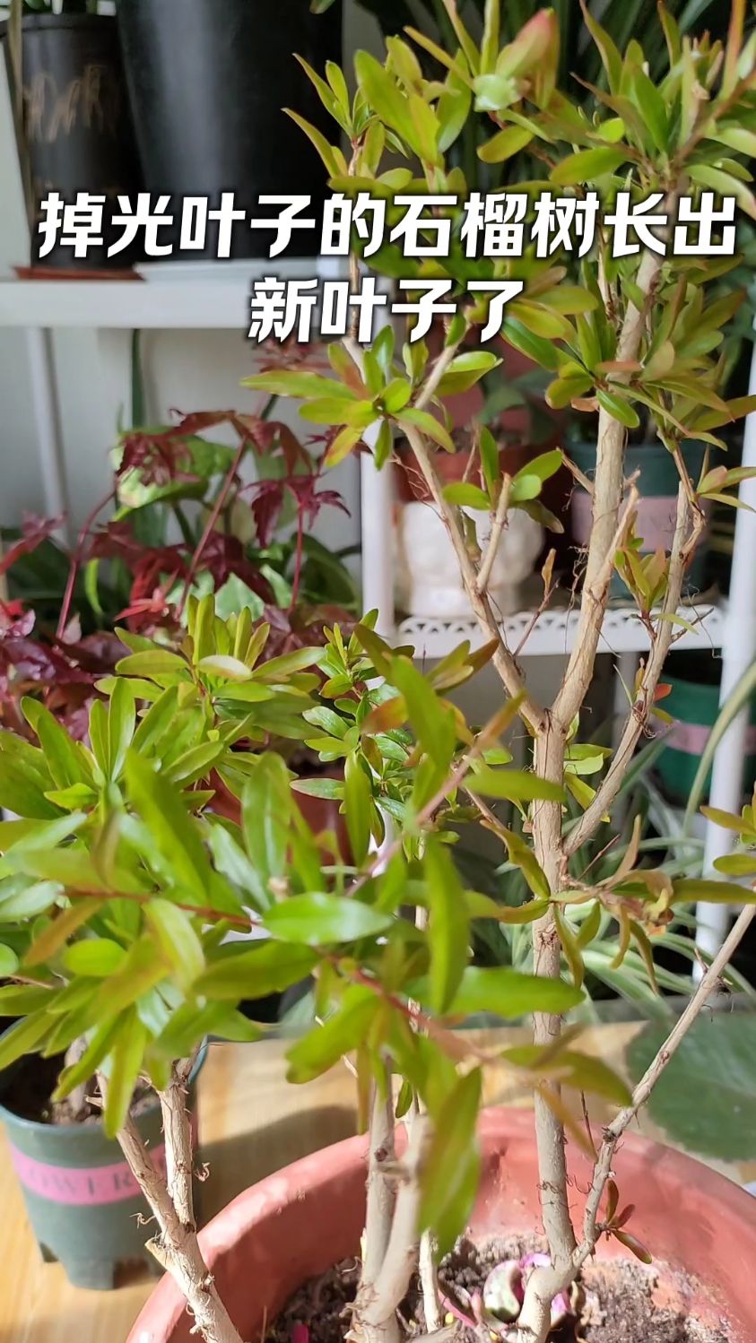 掉光叶子的石榴树长出新芽了