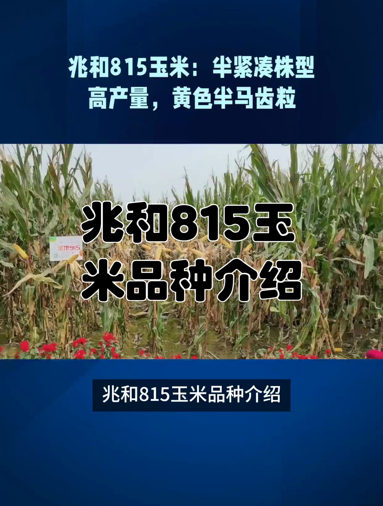 兆和815玉米品种介绍图片