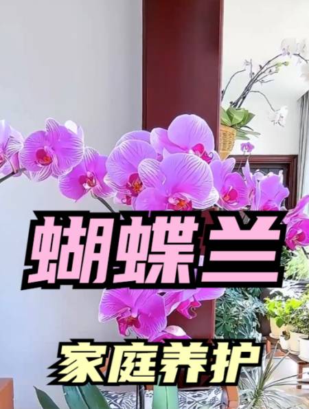 养蝴蝶兰一定做好这3步不然冒芽了还会烂根