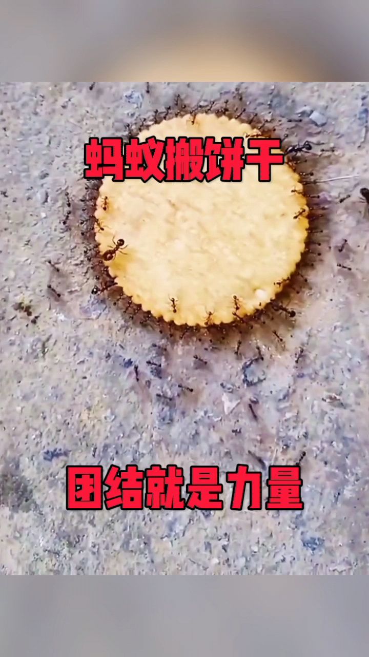 蚂蚁搬饼干,团结就是力量!