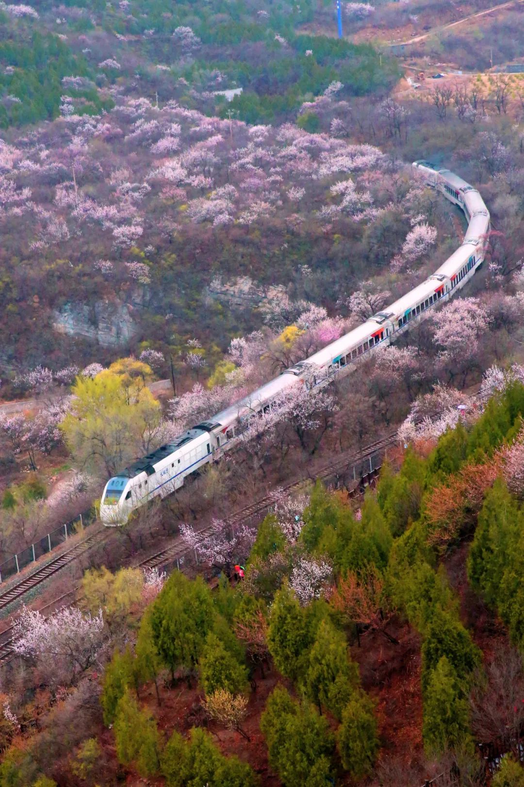 每年限定20天,最美"花海列车"惊艳全网!
