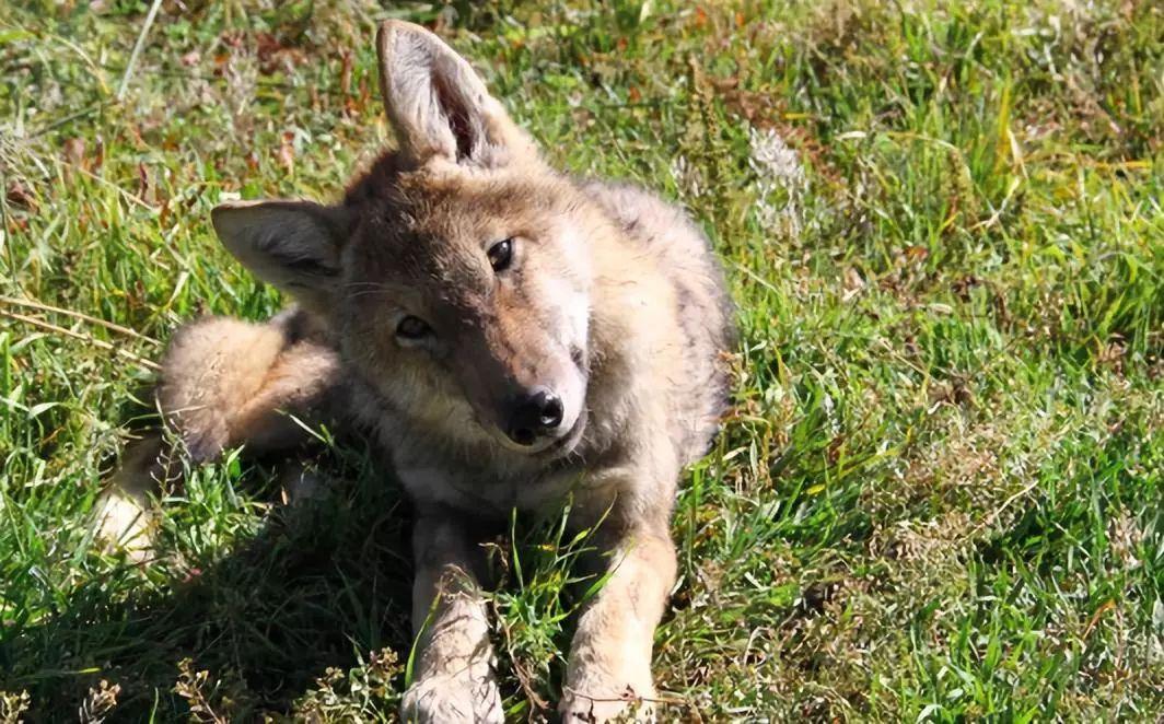 驯狼不成,本性初显