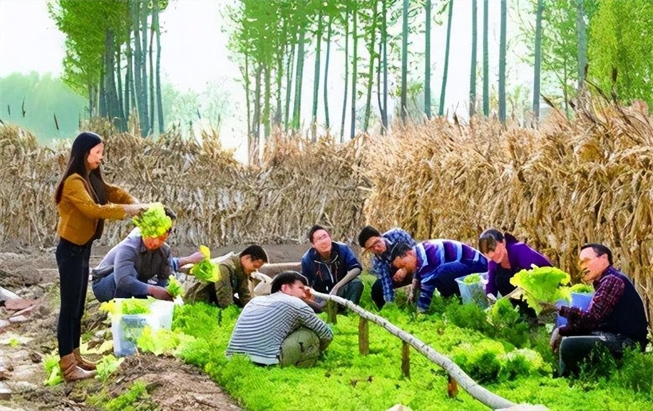 回顾女学霸放弃高薪当农民花13年打造种地新模式年赚800万