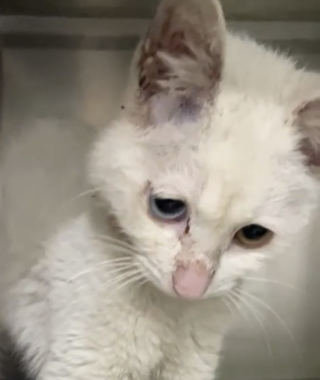 一岁猫咪流鼻涕口水不止,是否为猫鼻支气管炎?