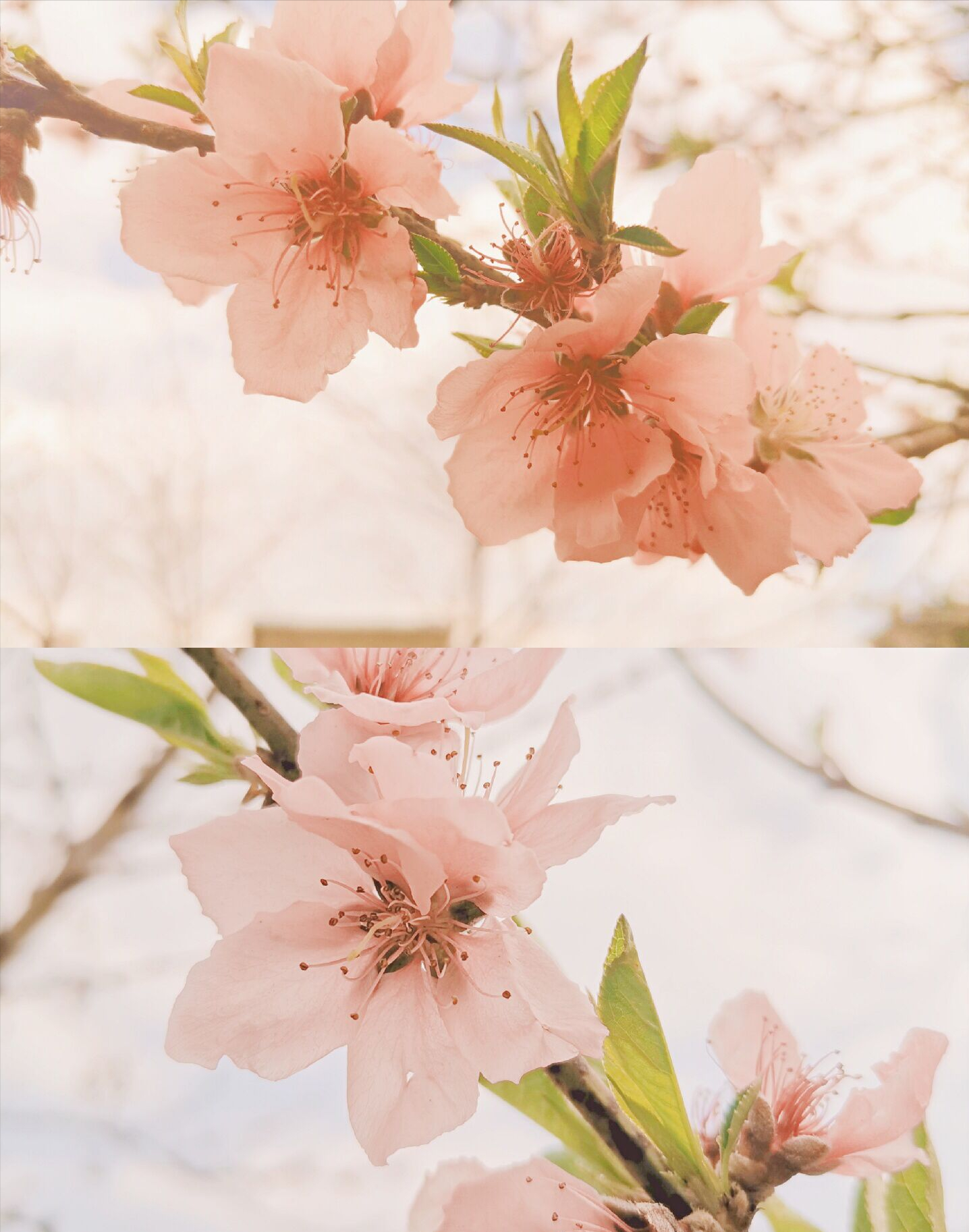桃花一簇开无主可爱深红爱浅红桃花深浅处春色满人间