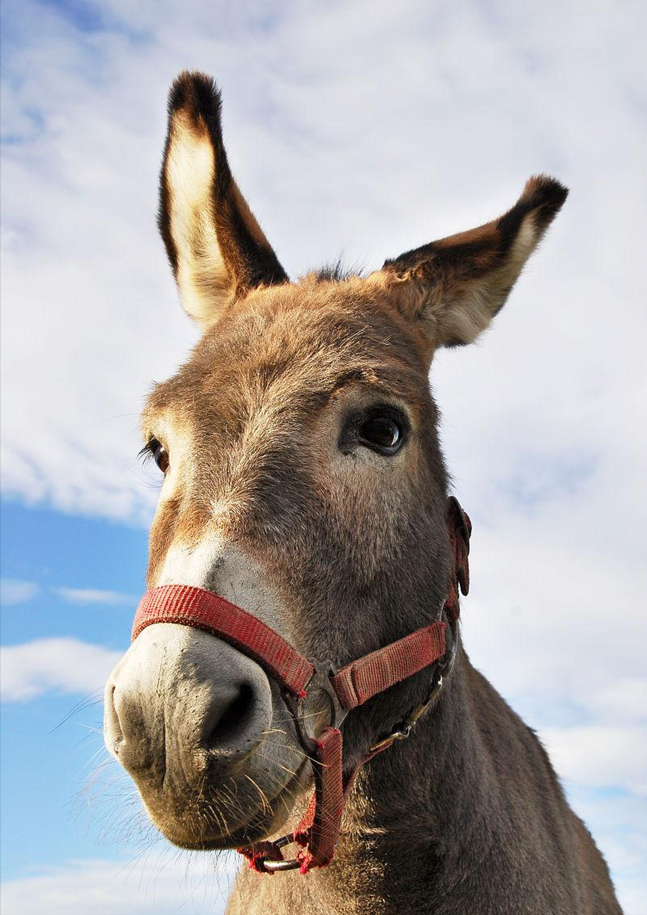 一位将军发现驴子少了耳朵,便立即下令砍树筑城,结果救了全军性命.