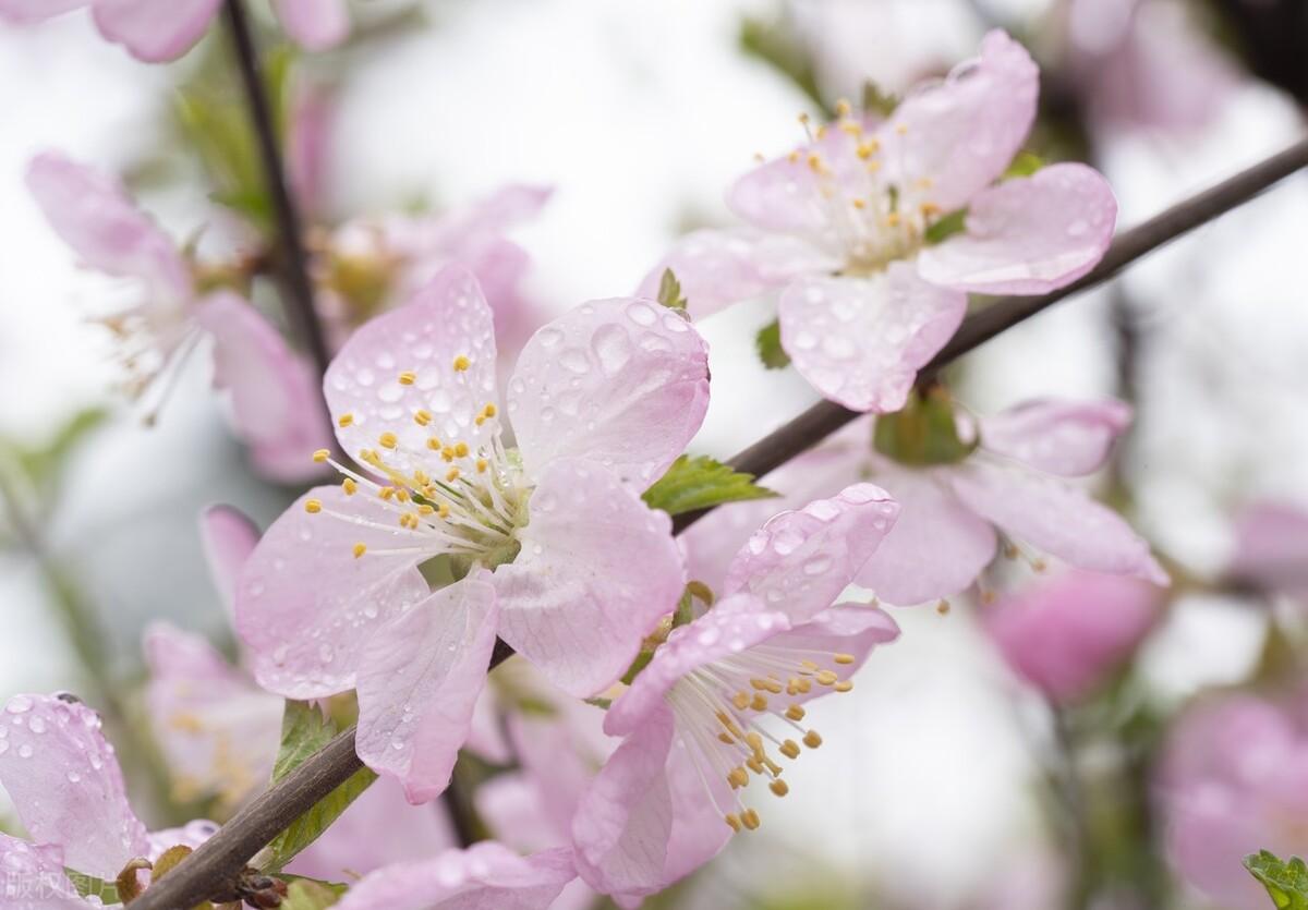 桃花一簇开无主可爱深红爱浅红桃花深浅处春色满人间