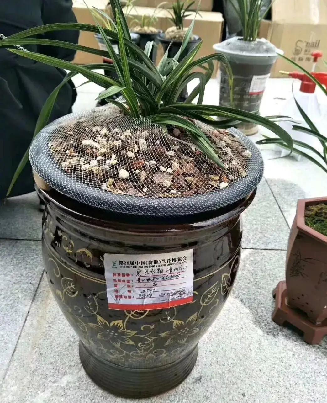 从上世纪80年代到本世纪初,这场旷日持久的兰花炒作持续了整整30年