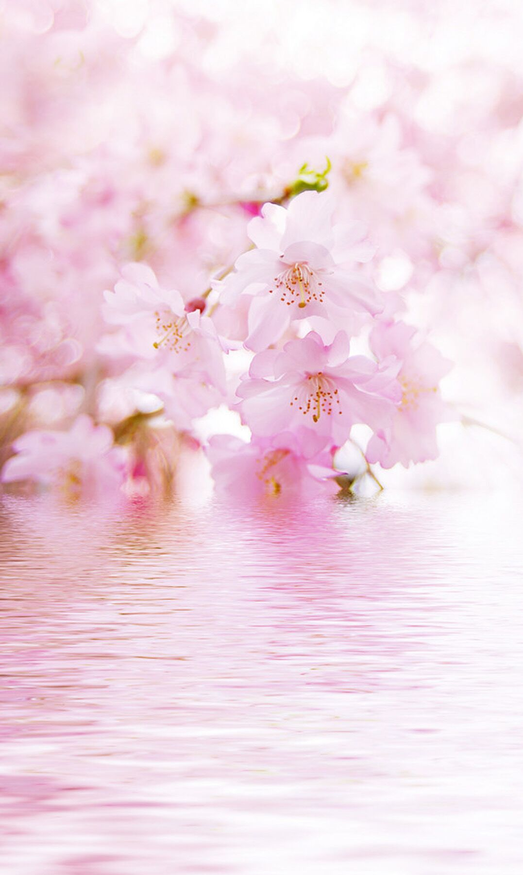 桃花一簇开无主,可爱深红爱浅红