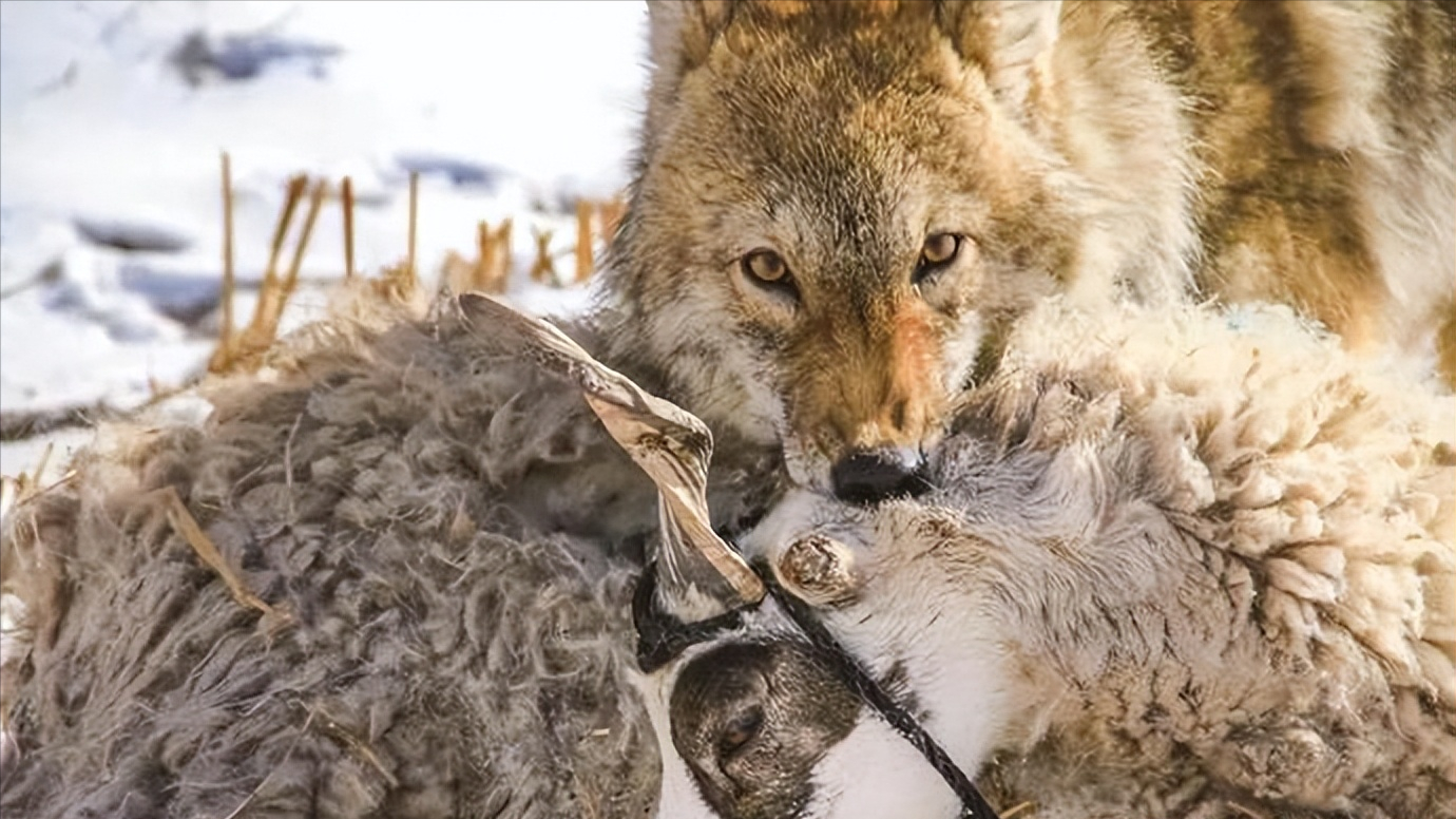 《重返狼群》主人公——李微漪她刚刚在当地的民宿里安顿好自己的行李