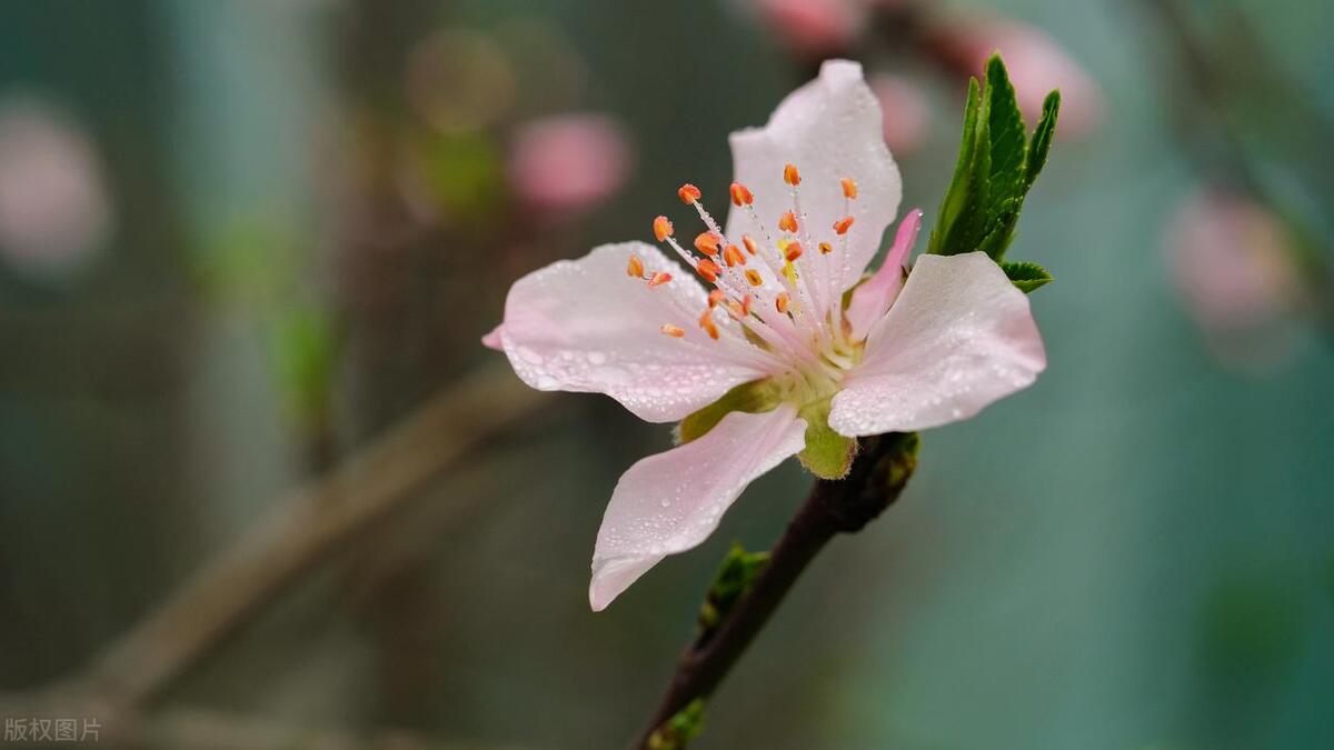 桃花一簇开无主,可爱深红爱浅红——桃花深浅处,春色满人间
