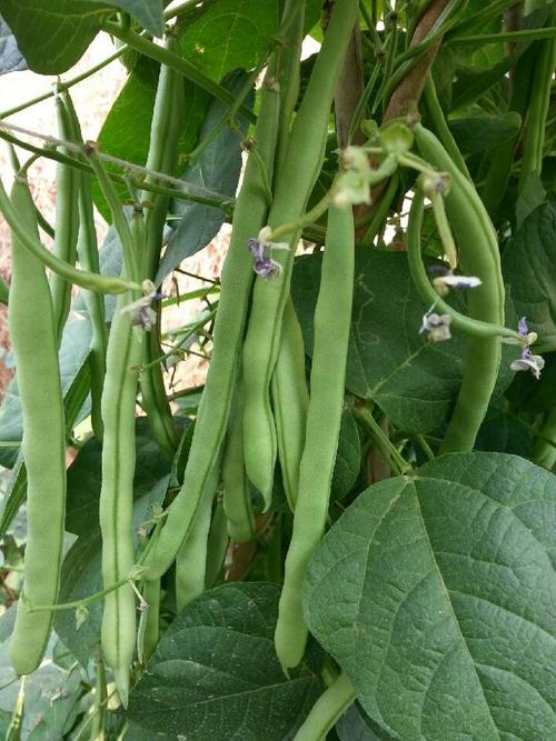四季豆和豆角有什么区别?