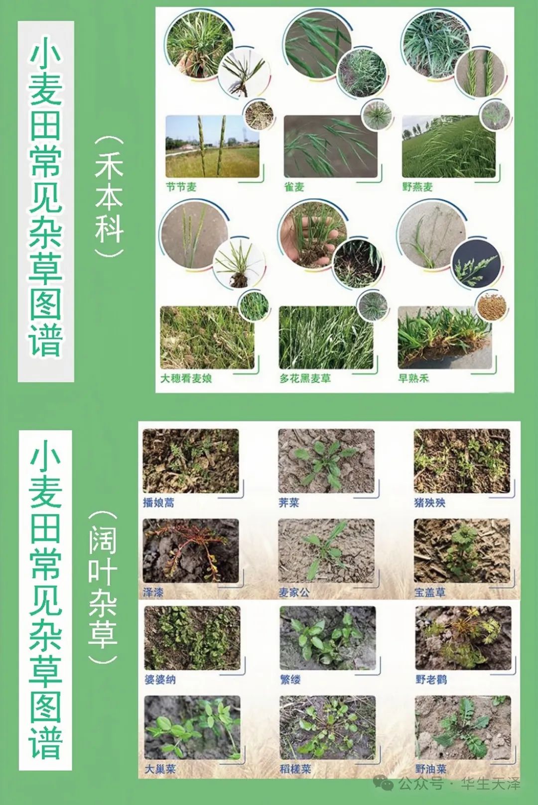 小麦田常见杂草图谱
