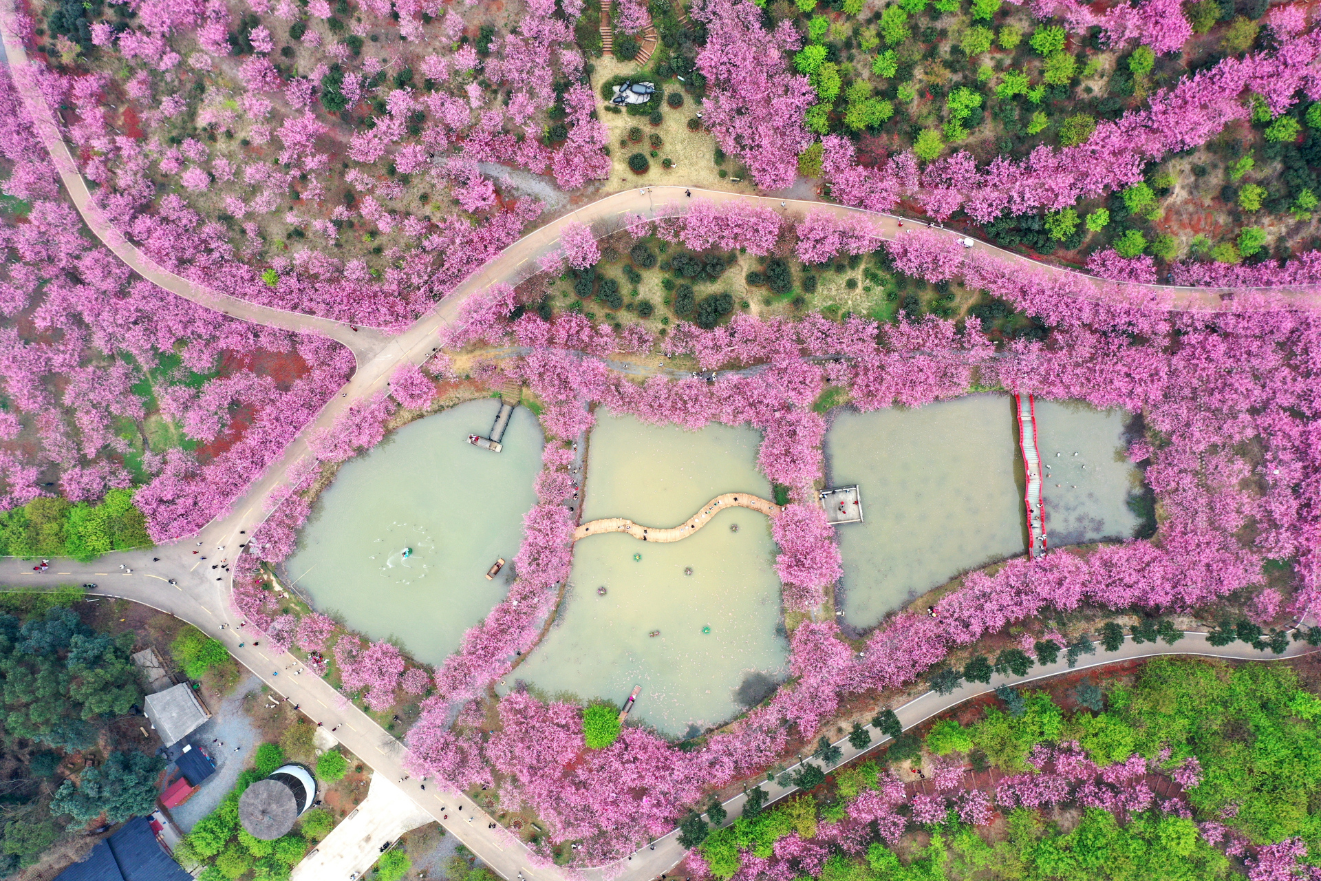 粉色的樱花已开得恰得好处,明天是38女神节,接下来又是双休,预计樱花