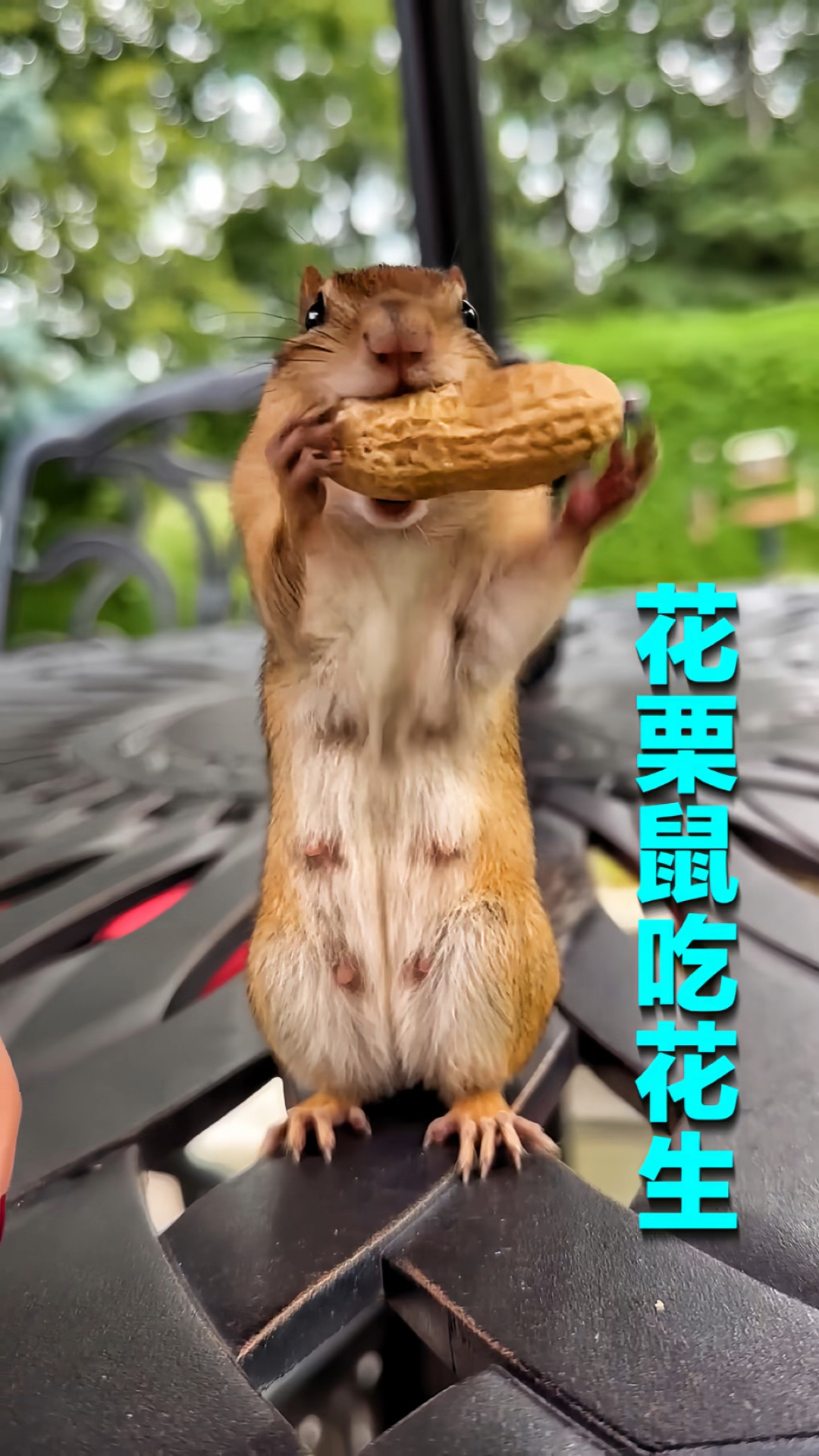 花栗鼠吃花生真是太可爱了个头不大腮帮却不小