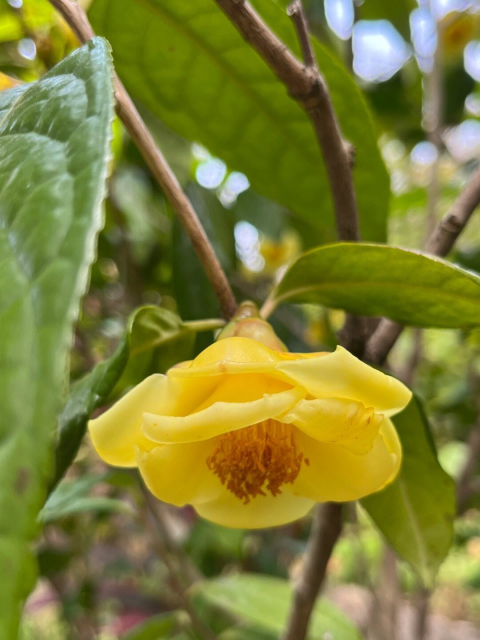 小花金花茶图片