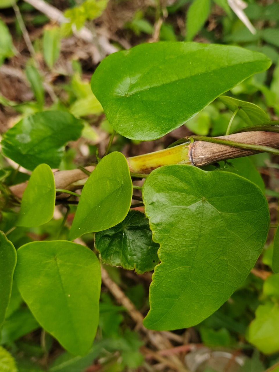 每天认识一种植物—粪箕笃  91学名:stephania longa lour  91