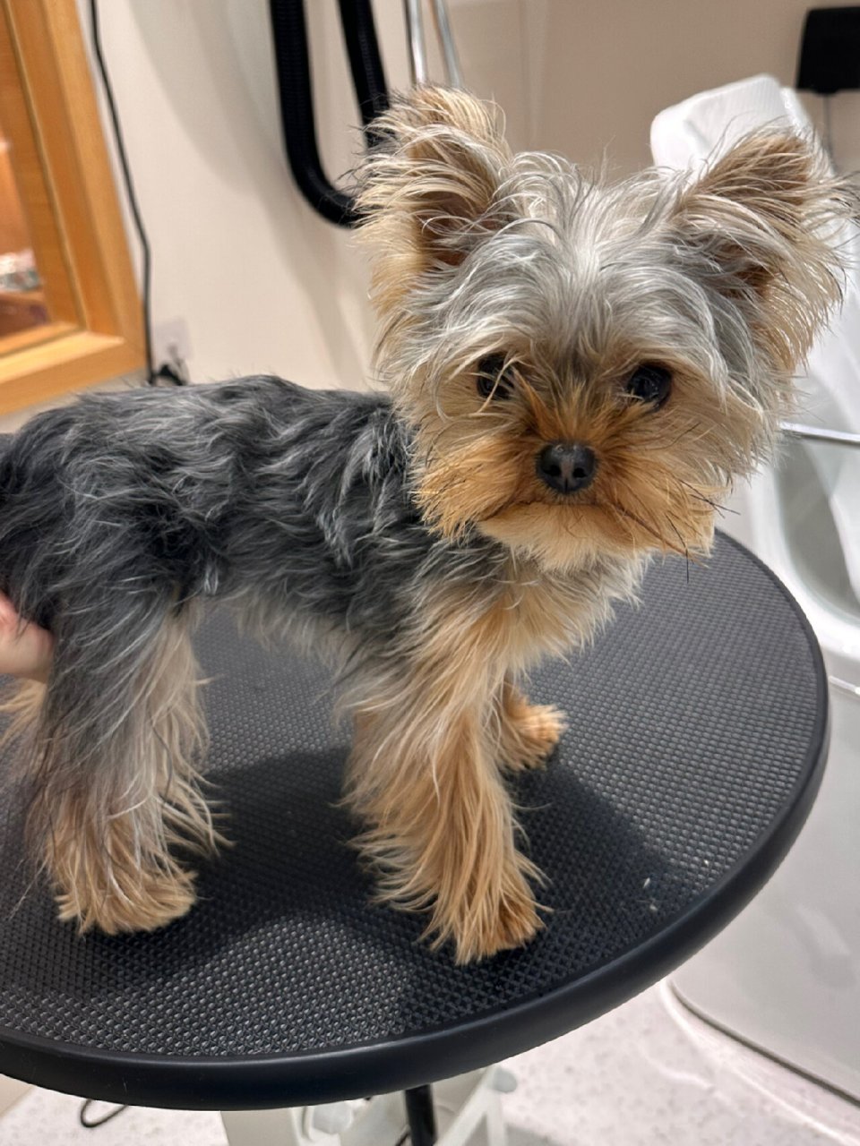 这款约克夏米奇耳造型,将脸部毛发剪短,剪圆,再加上约克夏的立耳