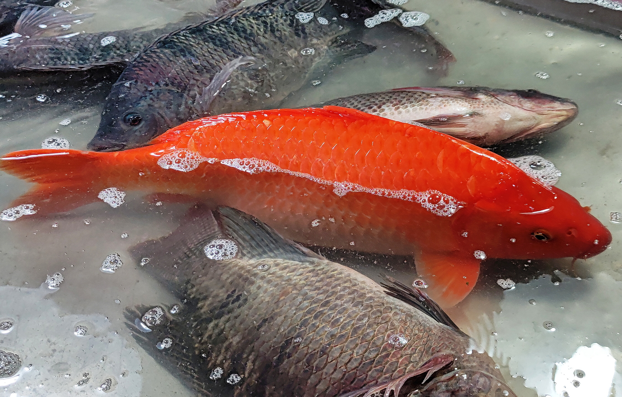 又肥又大的红鲤鱼,放生专用.这么.@市场博物的动态