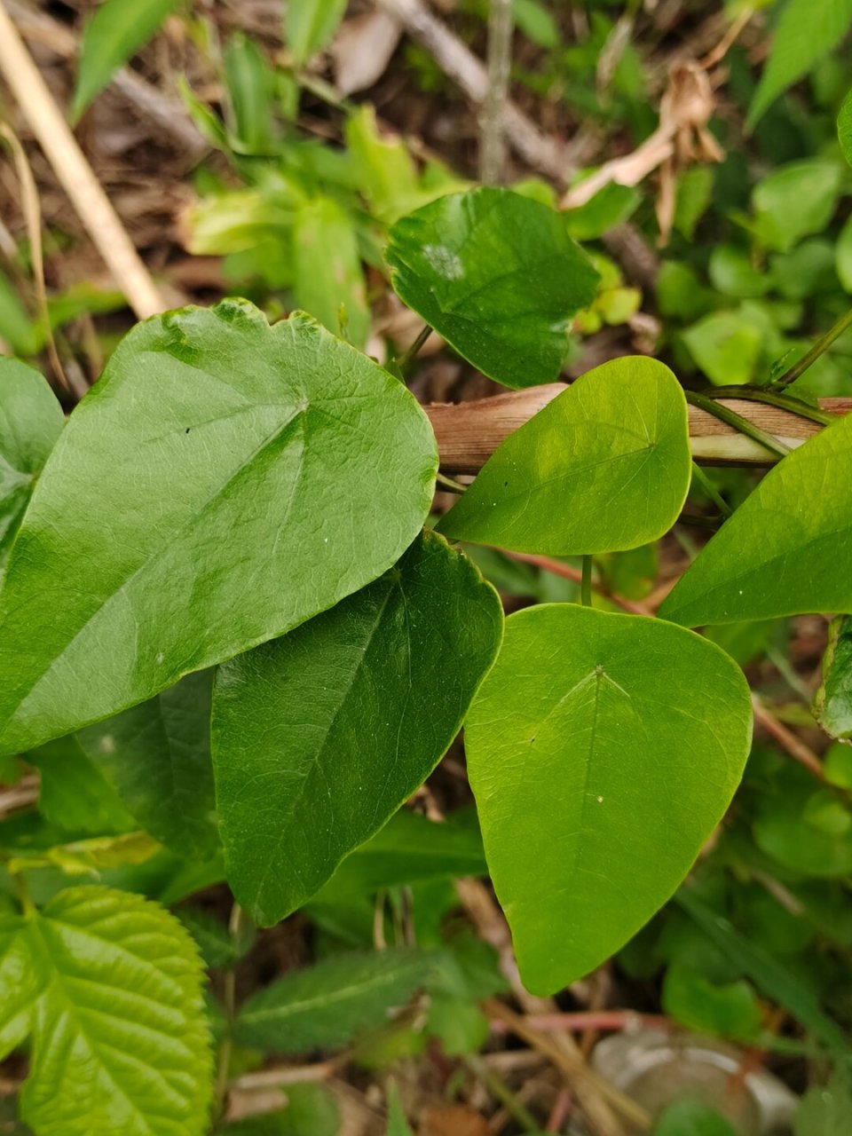 每天认识一种植物—粪箕笃  91学名:stephania longa lour  91